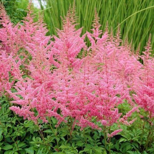 Астильба Арендса Америка/Astilbe arendsii America Р1,5