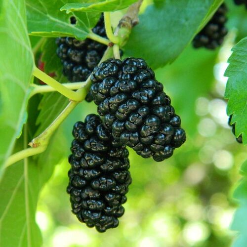 Шелковица черная/Morus nigra