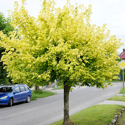 Клен ясенелистный Келлис Голд/Acer negundo Kelly's Gold  175-200