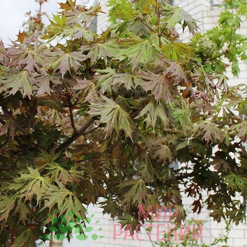 Клен остролистный Чарльз Джоли/Acer platanoides Charles Joly