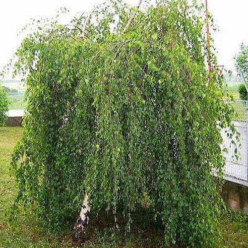 Береза полезная(гималайская) Лонг Транк/Betula utilis Long Trunk 40-50 С15