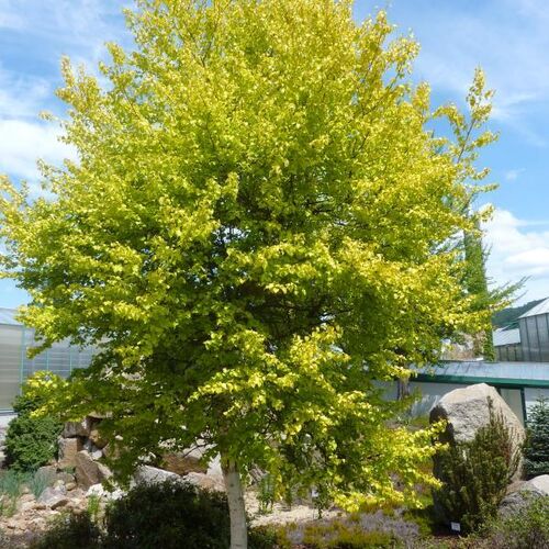 Береза повислая Аурея/Betula pendula Aurea 180-200 С15