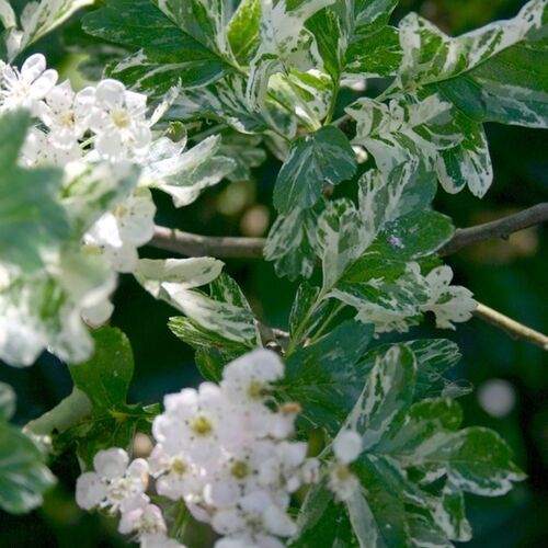 Боярышник однопестичный Вариегата/Crataegus monogyna Variegata 200-220 С10