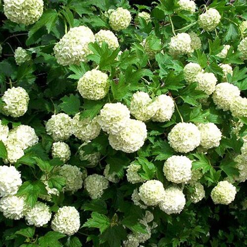 Калина обыкновенная Розеум/Viburnum opulus Roseum 100-120 С15