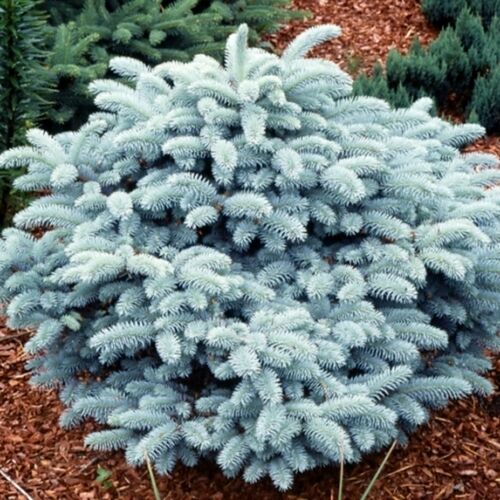 Ель колючая Глаука Глобоза/Picea pungens Glauca Globosa 50-60 В/С20