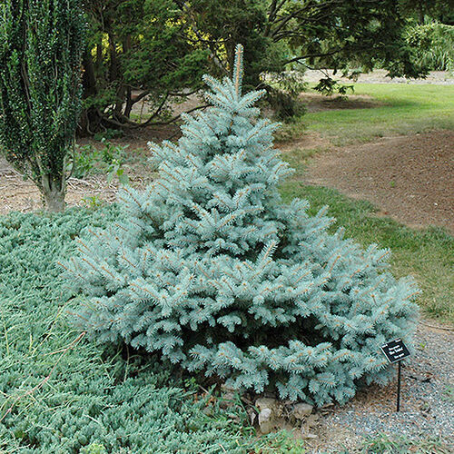 Ель колючая Блю Тринкет/Picea pungens Blue Trinket 20-30 С3