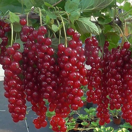 Смородина красная Длиннокистная С3