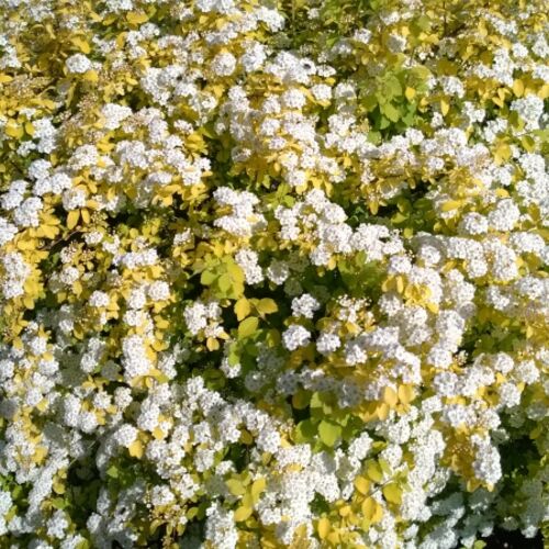 Спирея Вангутта Голд Фонтейн/Spiraea x vanhouttei Gold Fountain 60-80 C7,5