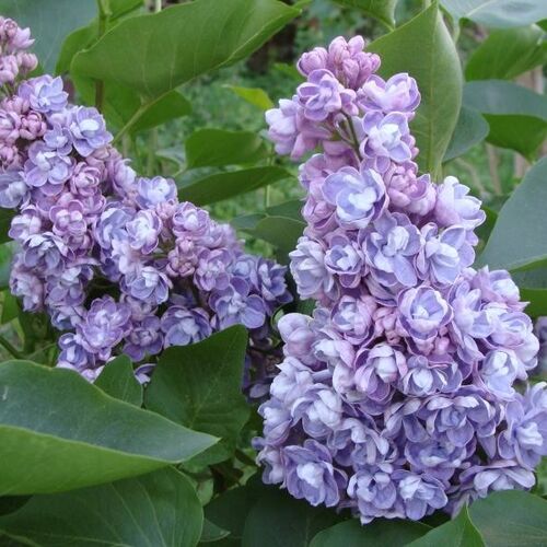 Сирень обыкновенная Ами Шотт/Syringa vulgaris Ami Schott С7,5