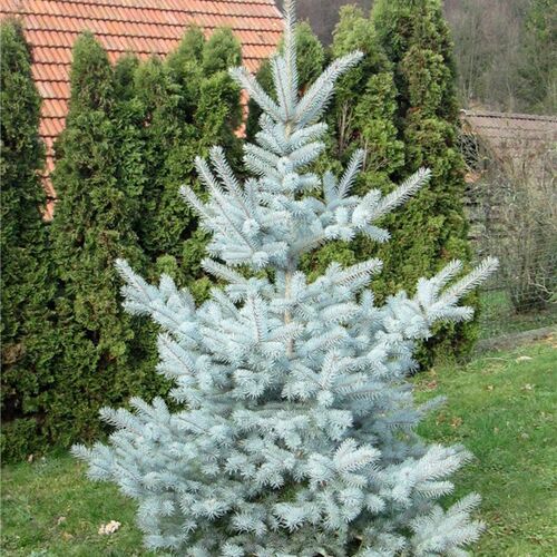 Ель колючая Едит/Picea pungens Edith 60-80 С10/С15