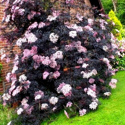 Бузина чёрная Блек Лейс/Sambucus nigra Black Lace 40-60 С5