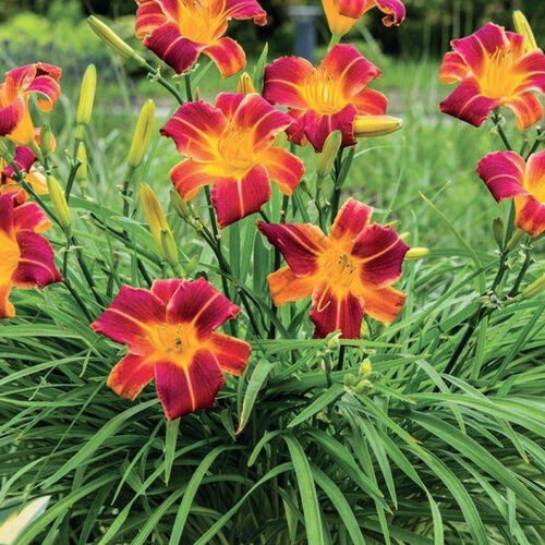 Лилейник гибридный Эвери Дейлили Ред Рибз/Hemerocallis hybrida EveryDaylily Red Rib С3