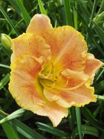 Лилейник гибридный Лонгфилдс Мармалэйд/Hemerocalis hybrida Longfields Marmalade С3