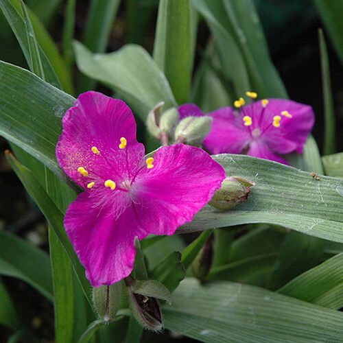 Традесканция виргинская Карминглут/Tradescantia virginiana Carminglut С3