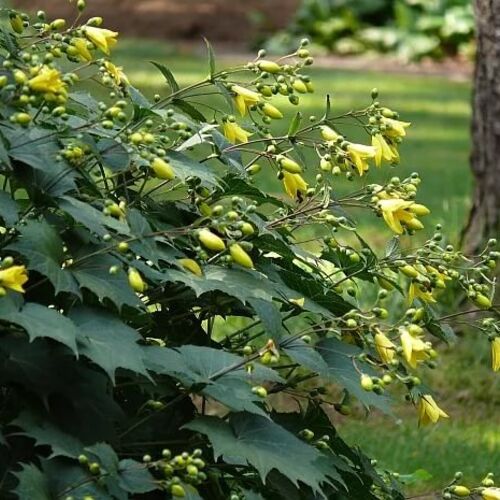 Киренгешома дланевидная/Kirengeshoma palmata С3
