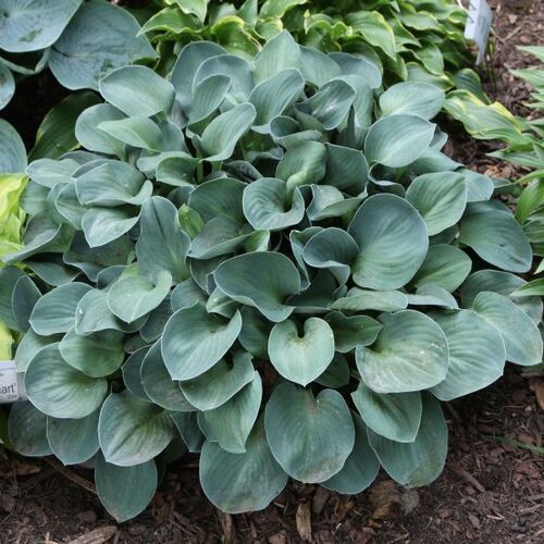 Хоста гибридная Блю Маус Иэрс/Hosta hybrid Blue Mouse Ears С3