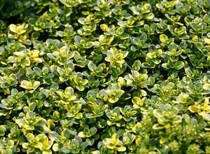 Тимьян лимоннопахнущий Лимон/Thymus citriodorus Limone С2