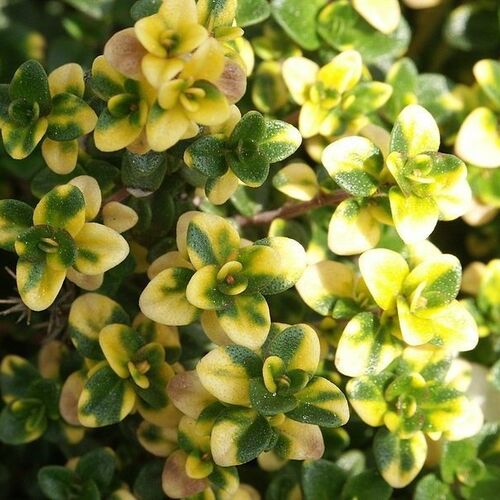 Тимьян лимоннопахнущий Мистик Лемон/Thymus citriodorus Mystic Lemon С2