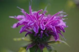Монарда гибридная Прэринахт/Monarda hybrida Prarienacht С3