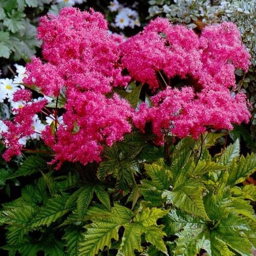 Лабазник корейский Элеганс/Filipendula glaberrima Elegans С3