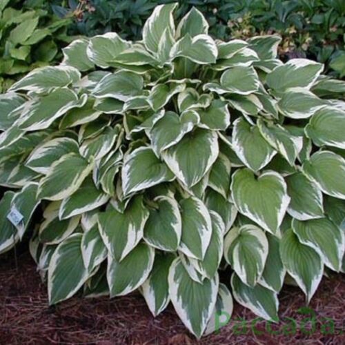 Хоста гибридная Антиох/Hosta hybrid Antioch С3