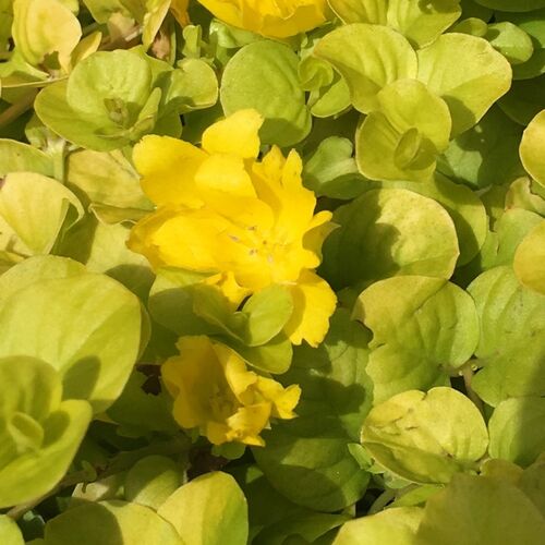 Вербейник монетчатый Голдилокс/Lysimachia nummularia Goldilocks С3