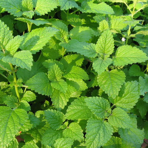 Мелисса лекарственная Фит/Melissa officinalis Fit С3
