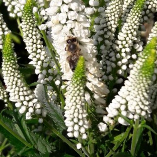 Вероника длиннолистная Фёрст Леди/Veronica longifolia First Lady С3