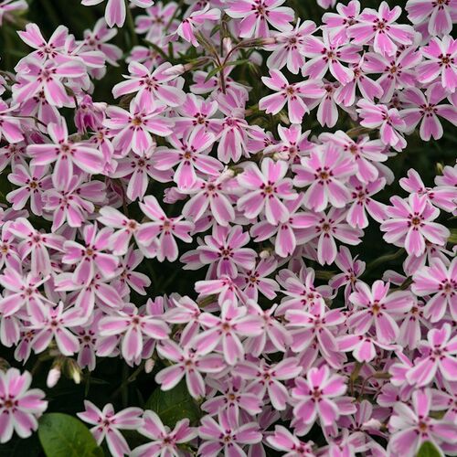 Флокс шиловидный Кэнди Страйпс/Phlox subulata Candy Stripes С2