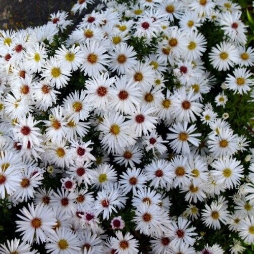 Астра кустарниковая Аполло/Aster dumosus Apollo С3