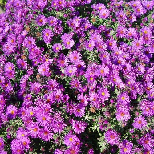 Астра новобельгийская Пурпл Дом/Aster novi-belgii Purple Dome С3