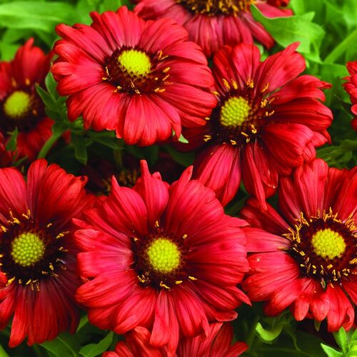 Гайлардия остистая Бургунди/Gaillardia aristata Burgunder С3
