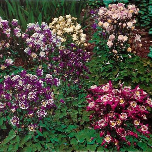 Аквилегия гибридная Бидермайер/Aquilegia hybrida Biedermeier С3
