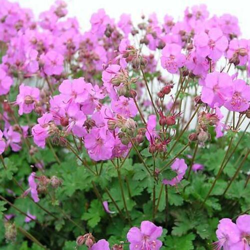 Герань кембриджская Кармина/Geranium cantabrigiense Karmina С3