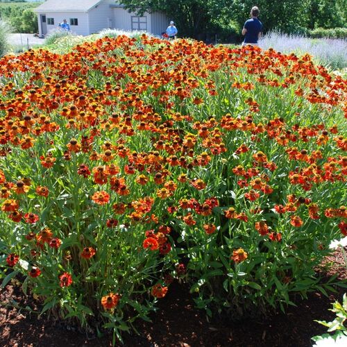Гелениум осенний Моерхем Бьюти/Helenium autumnale Moerheim Beauty С3