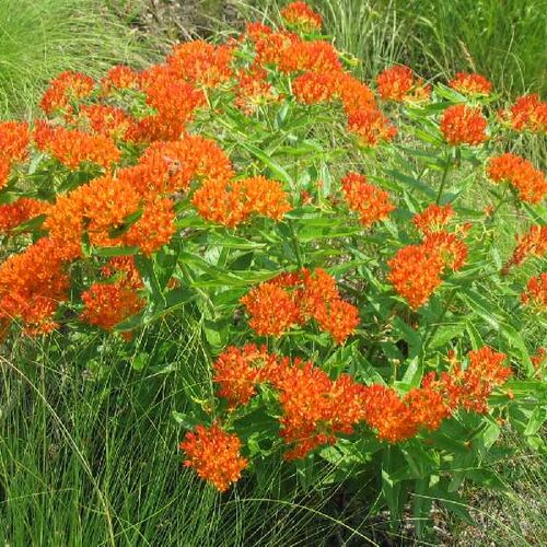 Ваточник туберозовый/Asclepias tuberosa С3