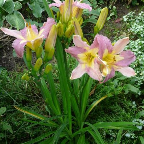 Лилейник гибридный Нил Крейн/Hemerocallis hybrida Nile Crane С3