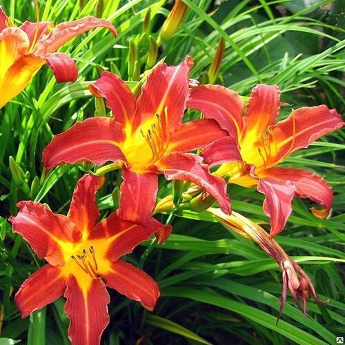 Лилейник гибридный Отум Ред/Hemerocallis hybrida Autumn Red  С3