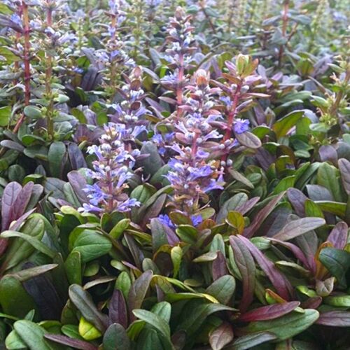 Живучка ползучая Махагони Мини/Ajuga reptans Mahagoni Мini  С3