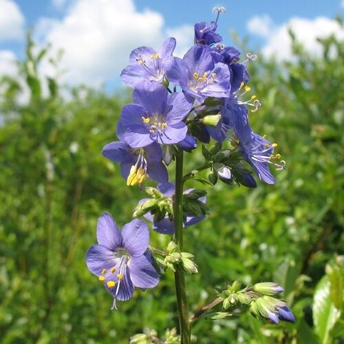 Синюха голубая/Polemonium coeruleum С3