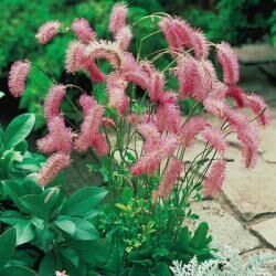 Кровохлебка туполистная/Sanguisorba Obtusa С3