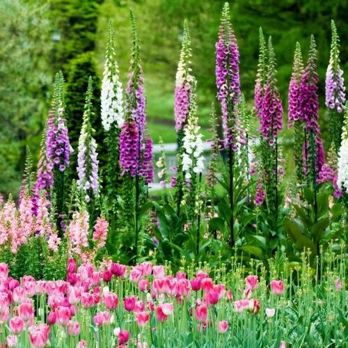 Наперстянка пурпурная Глоксинифлора/Digitalis purpurea Gloxiniiflora С3