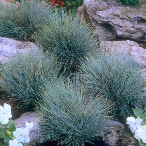 Овсяница сизая Элайджа Блю/Festuca glauca Elijah Blue С5