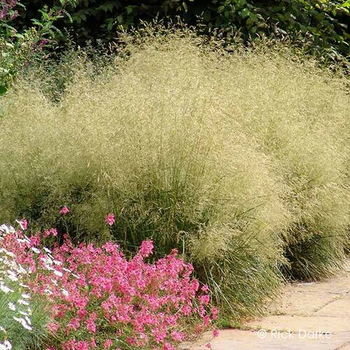 Луговик дернистый (Щучка дернистая) Голдтау/Deschampsia cespitosa Goldtau С5