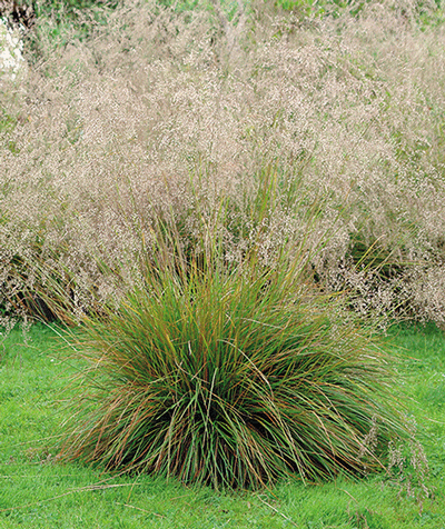 Луговик дернистый (Щучка дернистая) Вальдшрат/Deschampsia cespitosa Waldschratt С5