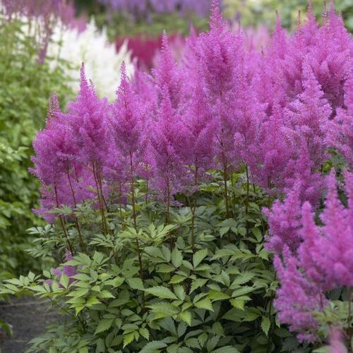 Астильба Арендса Аметист/Astilbe arendsii Ametist С3