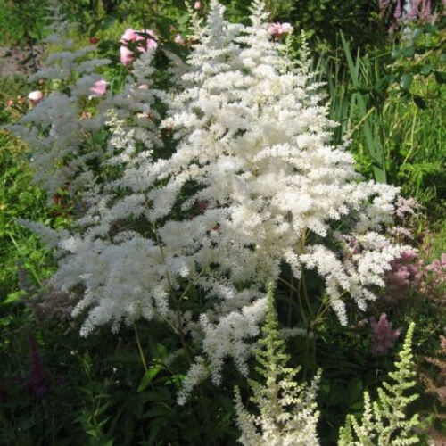 Астильба гибридная Майти Плони/Astilbe hybrid Mighty Ploni С3