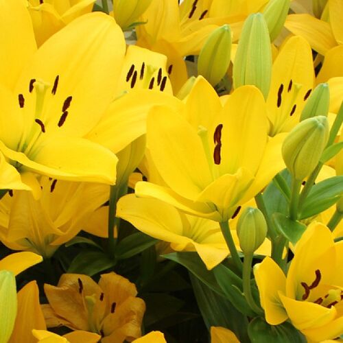 Лилия Амати/Lilium Amati Р2