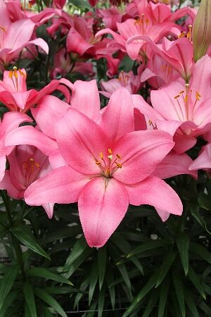 Лилия Арриба/Lilium Arriba Р2