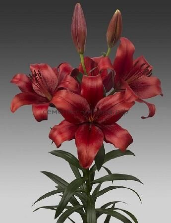 Лилия Батавус/Lilium Batavus Р2